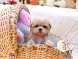 Show Kalite Toy Poodle Bebeklerim