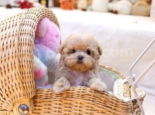 Show Kalite Toy Poodle Bebeklerim görsel