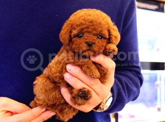 Sevimli Kore Kani Toy Poodle Bebeklerimiz