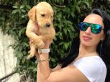 Golden retriver yavrulatım sağlık ve ırk harantilidr