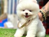 pomeranian ırkının en güzel bebekleri