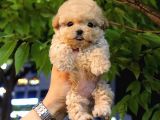 Sevecen Toy Poodle Mi̇nnaklar