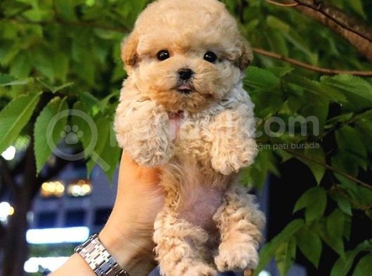 Sevecen Toy Poodle Mi̇nnaklar görsel