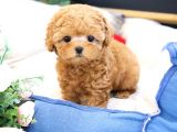 SHOW DÜZEY TOY POODLE YAVRULARIMIZ