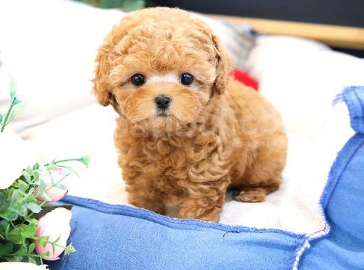 Show Düzey Toy Poodle Yavrularimiz