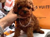 Mini Sevimli Toy Boy Poodle