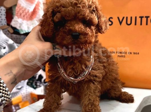 Mini Sevimli Toy Boy Poodle görsel