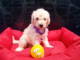 ücretsiz ORJİNAL STANDART (dev) POODLE YAVRULAR