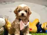 Maltipoo Ufacık Bebekler