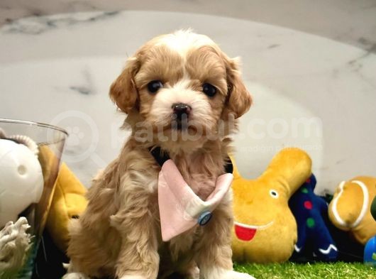 Maltipoo Ufacık Bebekler görsel