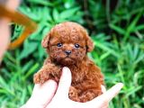 AYI SURAT SEVİMLİ TOY POODLE YAVRULAR