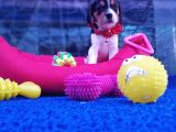 ORJİNAL BEAGLE YAVRULARÜCRETSİZ DEĞİLDİR
