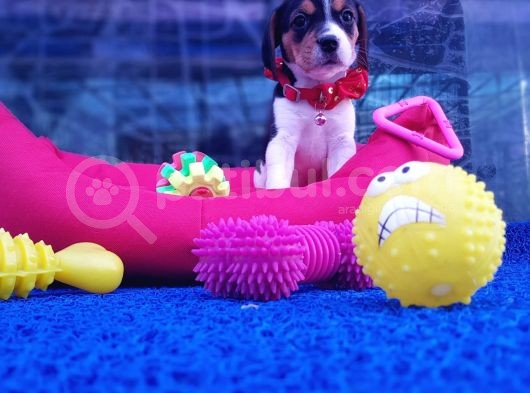 Orji̇nal Beagle Yavrularücretsi̇z Deği̇ldi̇r