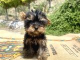 micro teacup yorkshire terrier oğlumuz