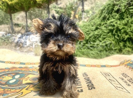 Micro Teacup Yorkshire Terrier Oğlumuz