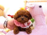 KORE KANI RED BROWN TOY POODLE YAVRULARİMİZ