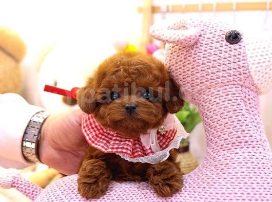 Kore Kani Red Brown Toy Poodle Yavrulari̇mi̇z