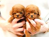 SÜPER KALİTEDEKİ KORE KANI TOY POODLE BEBEKLERIMIZ