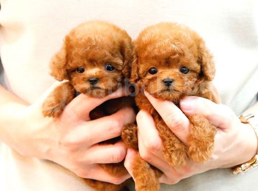 Süper Kali̇tedeki̇ Kore Kani Toy Poodle Bebeklerimiz