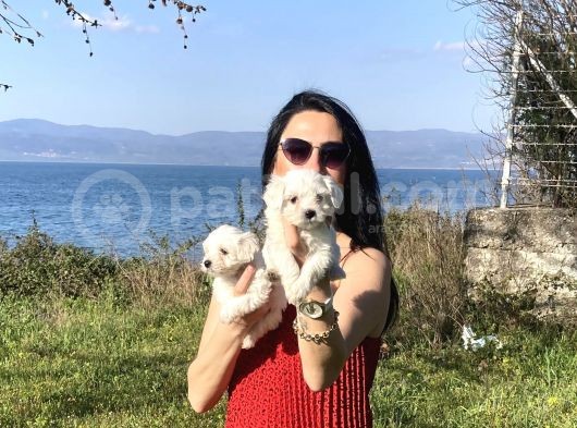 Maltese Yavrularım Sağlık Ve Irk Garantilidir