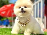 Teddy Face Boo Pomeranian Yavrular
