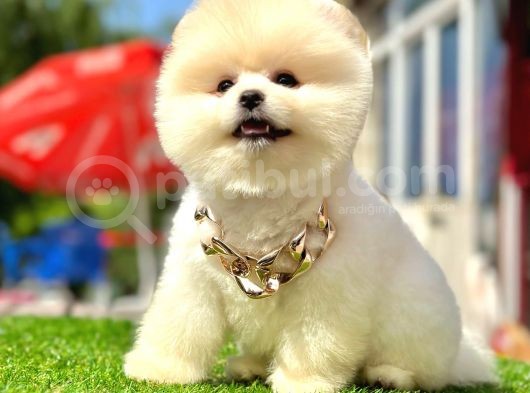 Teddy Face Boo Pomeranian Yavrular görsel