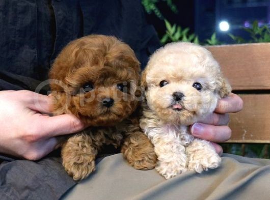 Sevecen Toy Poodle Mi̇nnaklar görsel
