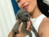Cane Corso Blue Ve Siyah Yavrularım Sğlık Ve Irk Garantilidir