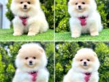 Show Kalite Pomeranian Boo Yavrular