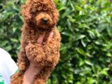 Muhteşem Dişi Red Brown Toy Poodle Yavrumuz