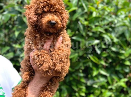 Muhteşem Dişi Red Brown Toy Poodle Yavrumuz görsel