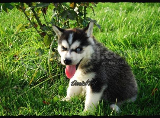Sibirya Kurdu Husky Yavrularımız görsel