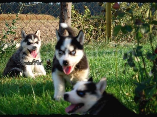Sibirya Kurdu Husky Yavrularımız görsel