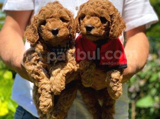 Red Toy Poodle görsel