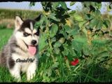 Sibirya Kurdu Husky Yavrularımız