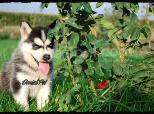Sibirya Kurdu Husky Yavrularımız görsel