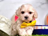 dizayn ırk sevimli maltipoo yavrular