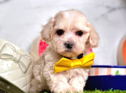 Dizayn Irk Sevimli Maltipoo Yavrular