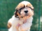 Sıfır Burun Shihtzu