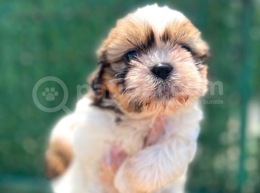 Sıfır Burun Shihtzu görsel