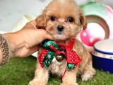 Güzel Yüzlü Maltipoo Bebeklerimiz