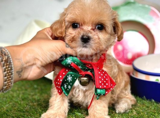 Güzel Yüzlü Maltipoo Bebeklerimiz görsel