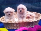 Orji̇nal Maltese Yavrular