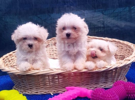 Orji̇nal Maltese Yavrular görsel