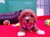 Orji̇nal Malti̇poo Yavrularücretsi̇z Deği̇ldi̇r