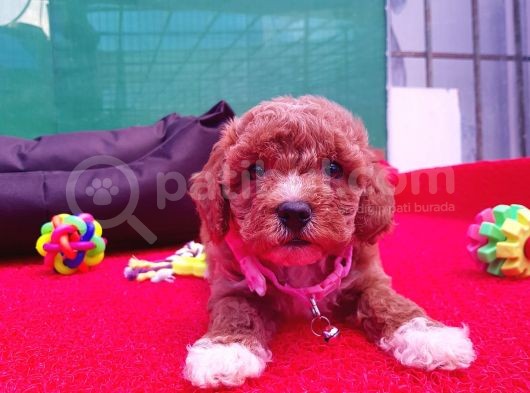 Orji̇nal Malti̇poo Yavrularücretsi̇z Deği̇ldi̇r görsel