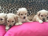 Maltipoo Yavrularım Sağlık Be Irk Garantili