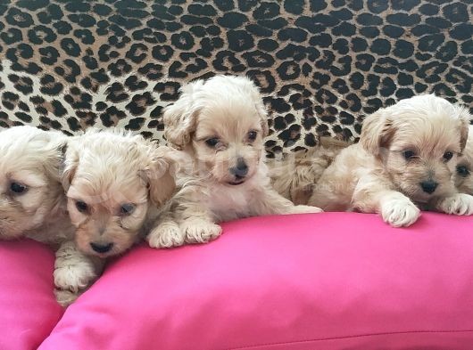 Maltipoo Yavrularım Sağlık Be Irk Garantili görsel