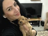 Maltipoo Yavrularım Sağlık Be Irk Garantili
