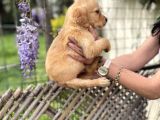 Golden Retriver Yavrulatım Sağlık Ve Irk Harantilidr